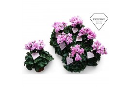 Cyclamen pers. super serie merengue roze