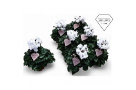 Cyclamen pers. super serie merengue wit