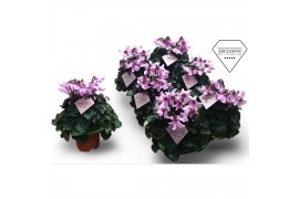 Cyclamen pers. super serie petticoat Exclusive® lightpink