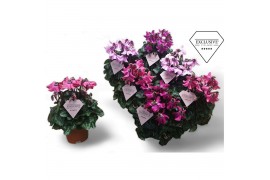 Cyclamen pers. super serie petticoat Exclusive® mix