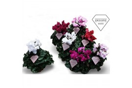 Cyclamen pers. super serie merengue Exclusive® mix