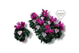 Cyclamen pers. super serie merengue paars