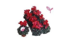 Cyclamen pers. super serie merengue rood