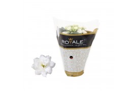 Kalanchoe rosalina wit royale