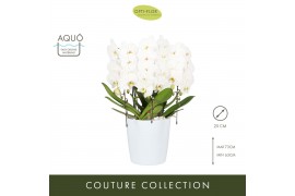 Phalaenopsis anthura madrid Arrangement Japanse Mountain White 3 tak