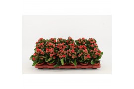 Kalanchoe calandiva rood zonder hoes