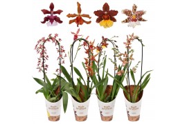 Oncidium mix boog 1 tak