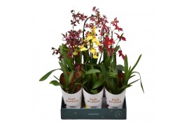 Orchidee mix 1 tak in showdoos