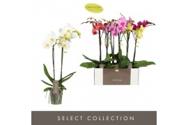 Phalaenopsis mix 2 tak optistar hollywood mix