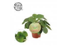 Pilea peperomioides + frans etiket