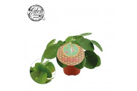 Pilea peperomioides + nederlands etiket