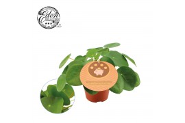 Pilea peperomioides + engels etiket