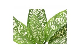 Dieffenbachia white etna