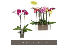 Phalaenopsis mix 2 tak optistar mix