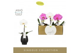 Phalaenopsis mix Singolo Mix in Abruzzo Black Aquo 1 bl. 1 tak/plnt 10