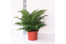 Blechnum gibbum silver lady Palmvaren