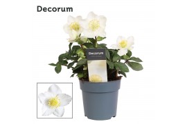 Helleborus niger christmas carol M decorum + etiket