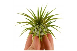 Tillandsia ionantha met goud glitter 101844