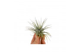 Tillandsia tillandsia ionantha groen met zilver glitter 1 bl.