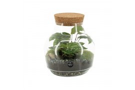 Arrangementen kamerplanten 90553: Terrarium