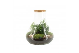 Arrangementen kamerplanten 90077: Terrarium