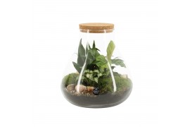 Arrangementen kamerplanten 90078: Terrarium