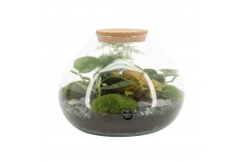 Arrangementen kamerplanten 90515: Terrarium