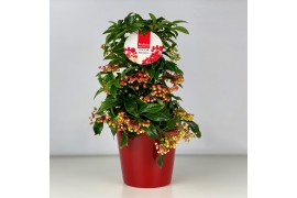 Ardisia crenata bos premium rood bes 4 met decopot rood