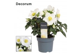 Helleborus niger christmas carol XL + etiket Decorum