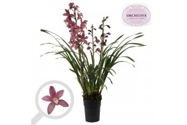 Cymbidium Cymbidium donker roze 3-4 tak 3 tak/plnt 18 bl.