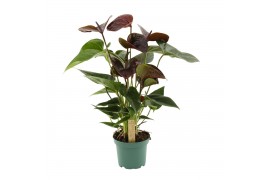 Anthurium andr. essencia 5 bloem