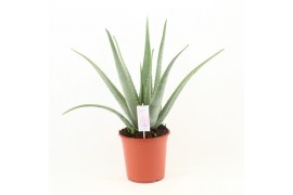 Aloe vera Aloe Vera P24