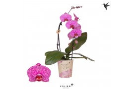 Phalaenopsis elegant cascade 1 tak niagara fall violet kolibri orchids