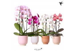 Phalaenopsis elegant cascade 2 tak niagara fall mix in glazed pot mix 