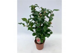 Camellia japonica dr king Camellia Dr King 40+ knoppen