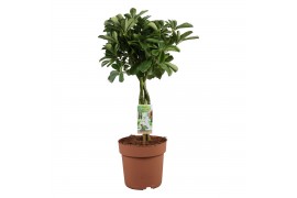 Schefflera arboricola nora op stam