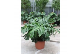 Monstera deliciosa 6pp