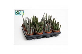 Cactus Stapelia mix