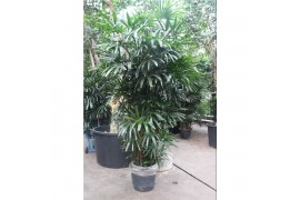 Rhapis excelsa Rhapis excelsa 10 pp