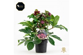 Helleborus ice n roses red hgc 15+ bloem - Zwarte pot