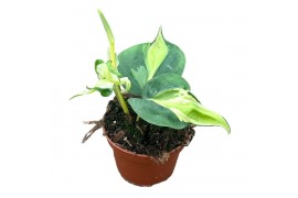 Philodendron Cream Splash