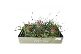 Tillandsia mix 101413 x40