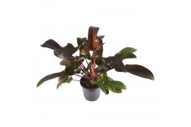 Philodendron florida bronze