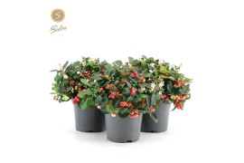 Gaultheria procumbens big berry Gaultheria pr. Big Berry® P15 17 cm di