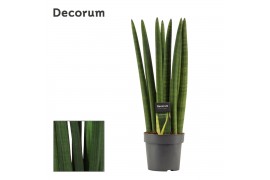 Sansevieria cylindrica straight decorum