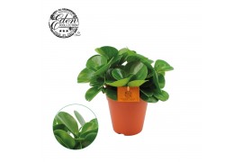 Peperomia obtusifolia green gold