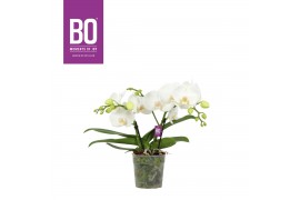 Phalaenopsis anthura madrid BO 2 tak