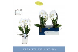 Phalaenopsis anthura madrid 2 tak fontano versailles in white molise a