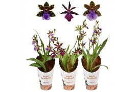 Zygopetalum louisendorf 2 tak mix - jong