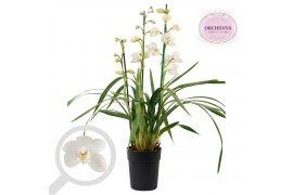 Cymbidium Cymbidium Summer Frost 3-4 tak 3 tak/plnt 18 bl.